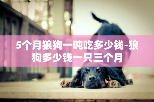 5個月狼狗一噸吃多少錢-狼狗多少錢一只三個月