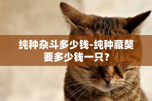 純種雜斗多少錢-純種藏獒要多少錢一只？