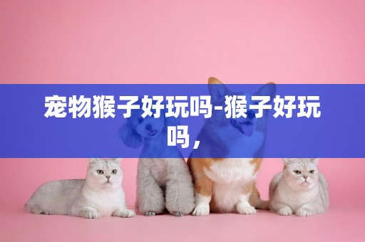 寵物猴子好玩嗎-猴子好玩嗎，