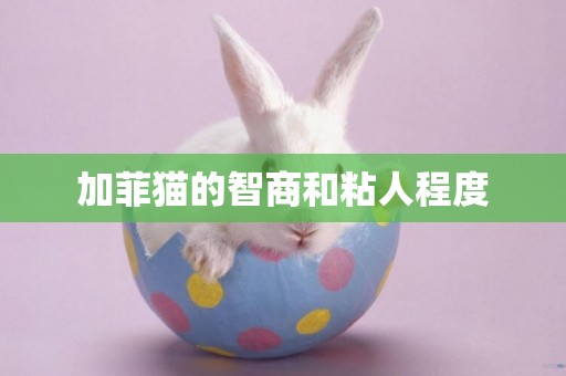 加菲貓的智商和粘人程度
