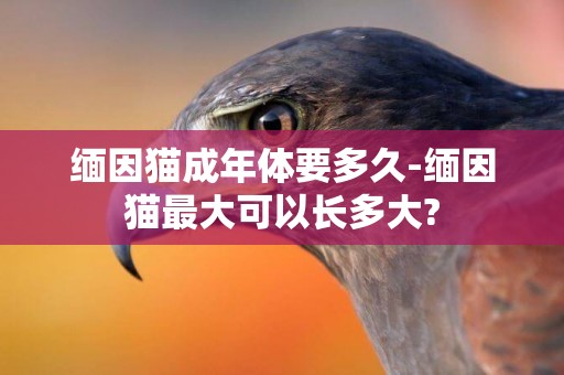緬因貓成年體要多久-緬因貓最大可以長多大?