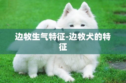 邊牧生氣特征-邊牧犬的特征