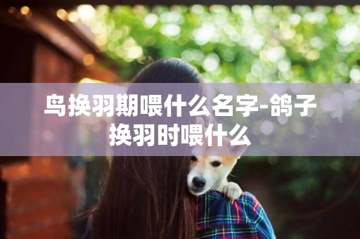 鳥換羽期喂什么名字-鴿子換羽時喂什么