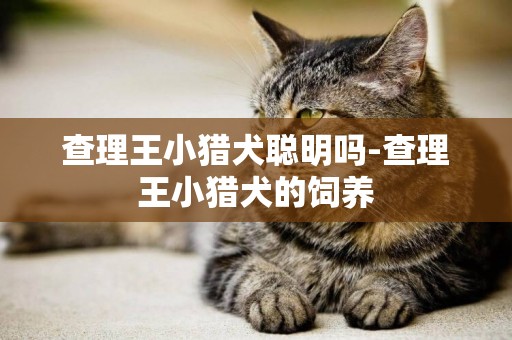 查理王小獵犬聰明嗎-查理王小獵犬的飼養