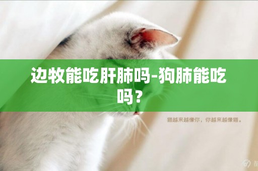 邊牧能吃肝肺嗎-狗肺能吃嗎？