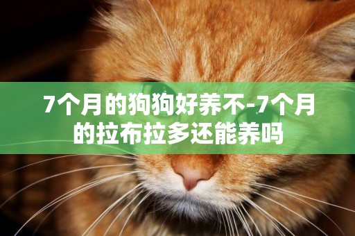 7個月的狗狗好養不-7個月的拉布拉多還能養嗎
