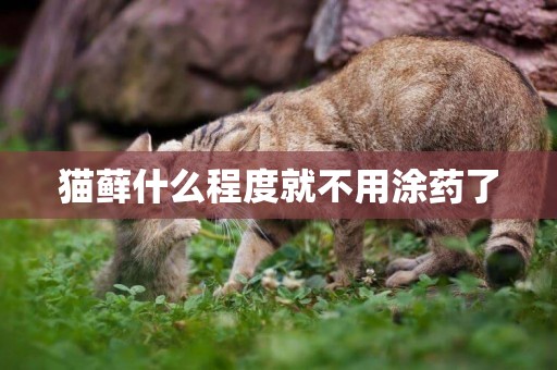 貓蘚什么程度就不用涂藥了