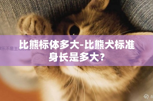 比熊標體多大-比熊犬標準身長是多大？