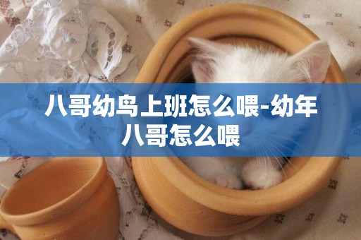 八哥幼鳥上班怎么喂-幼年八哥怎么喂