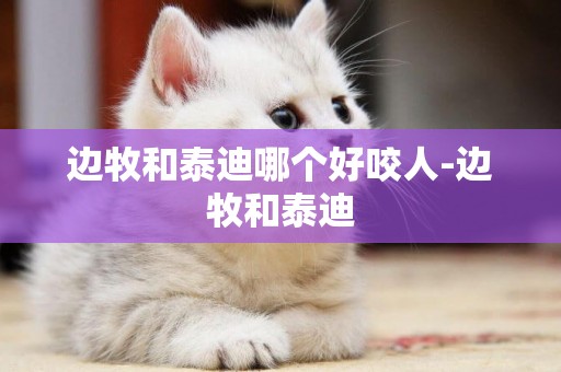 邊牧和泰迪哪個好咬人-邊牧和泰迪