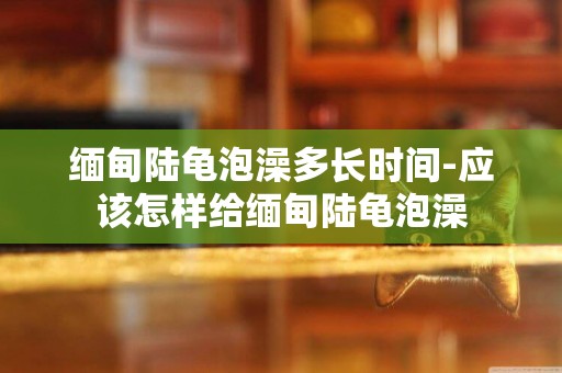 緬甸陸龜泡澡多長時間-應該怎樣給緬甸陸龜泡澡