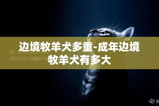 邊境牧羊犬多重-成年邊境牧羊犬有多大