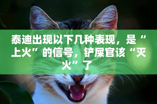 泰迪出現以下幾種表現，是“上火”的信號，鏟屎官該“滅火”了 