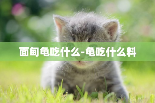 面甸龜吃什么-龜吃什么料