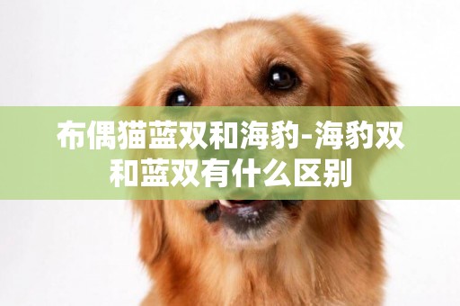 布偶貓藍雙和海豹-海豹雙和藍雙有什么區別