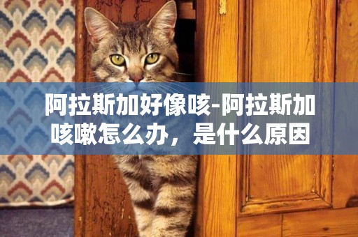 阿拉斯加好像咳-阿拉斯加咳嗽怎么辦，是什么原因