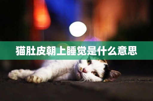 貓肚皮朝上睡覺是什么意思