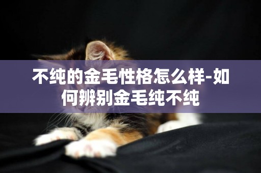 不純的金毛性格怎么樣-如何辨別金毛純不純