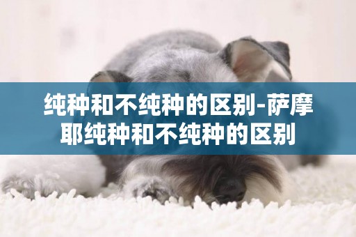 純種和不純種的區別-薩摩耶純種和不純種的區別