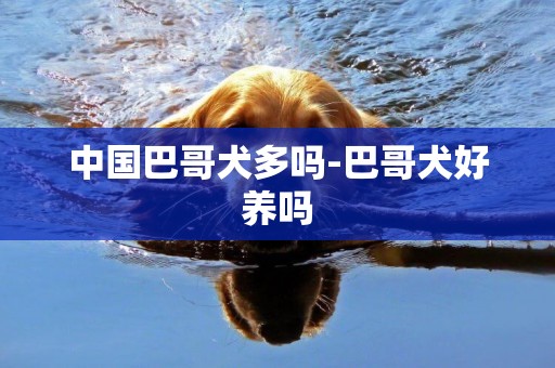 中國巴哥犬多嗎-巴哥犬好養嗎