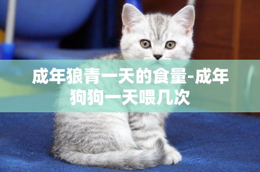 成年狼青一天的食量-成年狗狗一天喂幾次