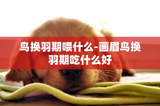 鳥換羽期喂什么-畫眉鳥換羽期吃什么好