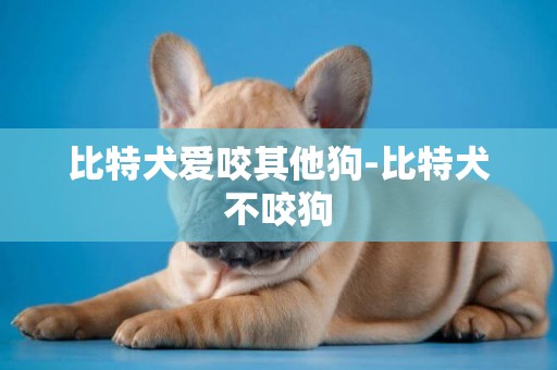 比特犬愛咬其他狗-比特犬不咬狗