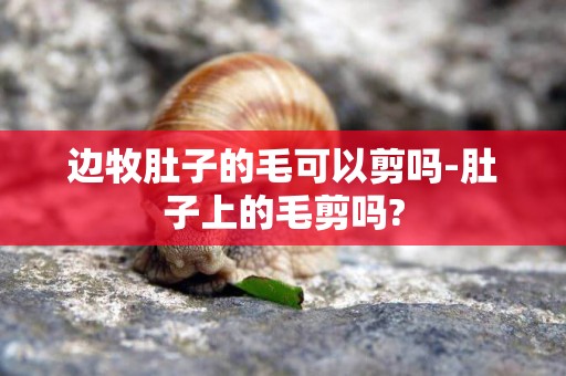邊牧肚子的毛可以剪嗎-肚子上的毛剪嗎?