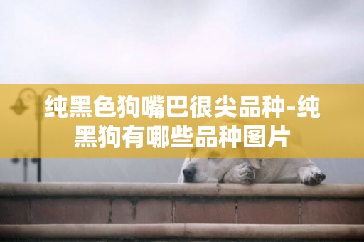 純黑色狗嘴巴很尖品種-純黑狗有哪些品種圖片