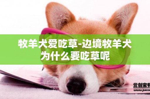 牧羊犬愛吃草-邊境牧羊犬為什么要吃草呢
