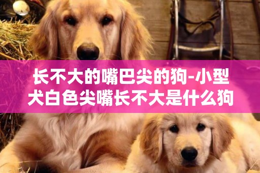 長不大的嘴巴尖的狗-小型犬白色尖嘴長不大是什么狗