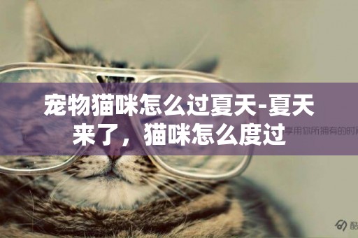 寵物貓咪怎么過夏天-夏天來了，貓咪怎么度過
