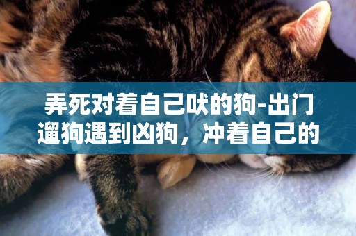 弄死對著自己吠的狗-出門遛狗遇到兇狗，沖著自己的狗一直吠叫不友善怎么辦