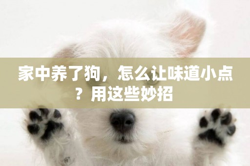 家中養了狗，怎么讓味道小點？用這些妙招 