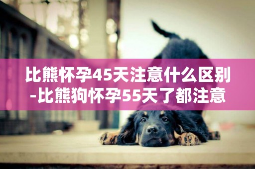 比熊懷孕45天注意什么區別-比熊狗懷孕55天了都注意什么