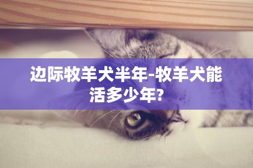 邊際牧羊犬半年-牧羊犬能活多少年?