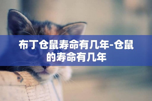 布丁倉鼠壽命有幾年-倉鼠的壽命有幾年