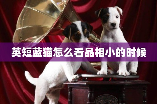 英短藍貓怎么看品相小的時候