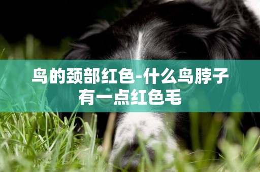 鳥的頸部紅色-什么鳥脖子有一點紅色毛