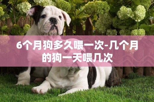 6個月狗多久喂一次-幾個月的狗一天喂幾次