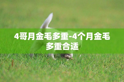 4哥月金毛多重-4個月金毛多重合適