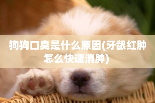 狗狗口臭是什么原因(牙齦紅腫怎么快速消腫) 