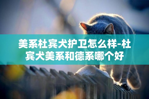 美系杜賓犬護衛怎么樣-杜賓犬美系和德系哪個好