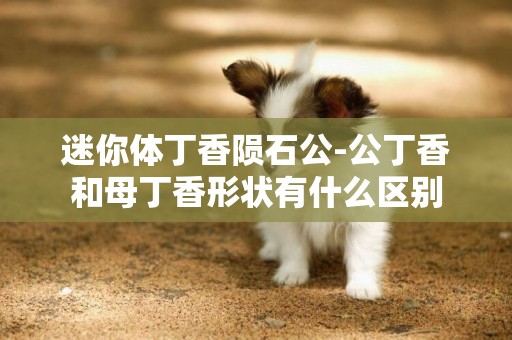 迷你體丁香隕石公-公丁香和母丁香形狀有什么區別