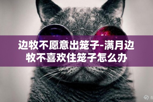 邊牧不愿意出籠子-滿月邊牧不喜歡住籠子怎么辦