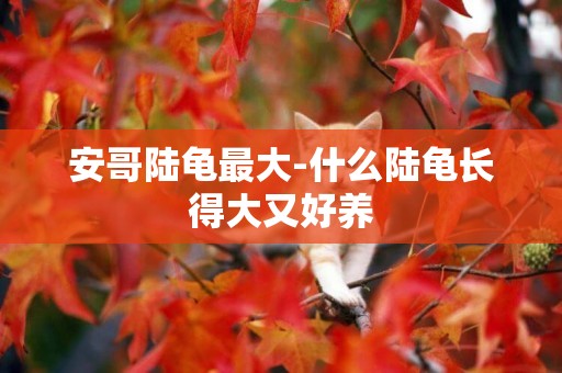 安哥陸龜最大-什么陸龜長得大又好養