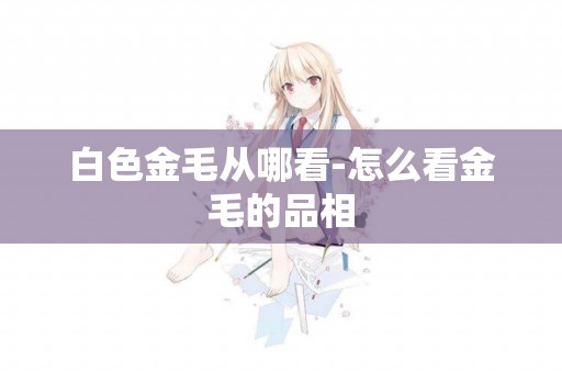 白色金毛從哪看-怎么看金毛的品相