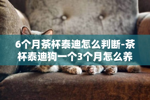 6個月茶杯泰迪怎么判斷-茶杯泰迪狗一個3個月怎么養