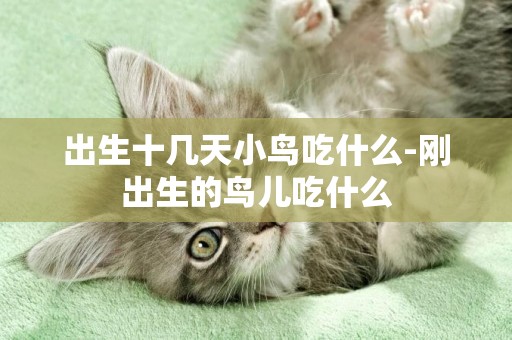 出生十幾天小鳥吃什么-剛出生的鳥兒吃什么
