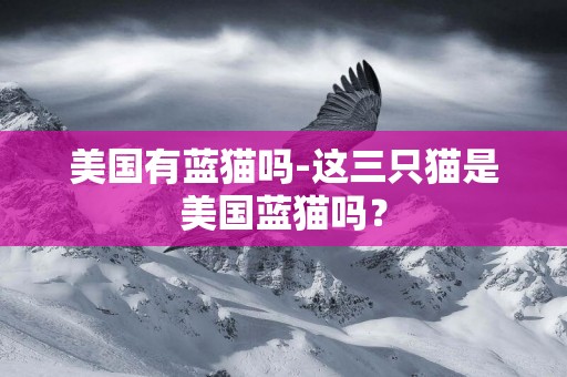 美國有藍貓嗎-這三只貓是美國藍貓嗎？